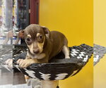 Small #3 Chihuahua Mix