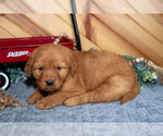 Small #2 Golden Retriever