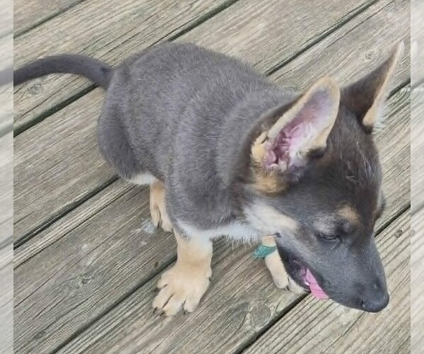Medium Photo #6 German Shepherd Dog Puppy For Sale in WYTHEVILLE, VA, USA