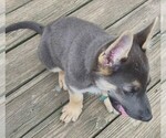 Small #5 German Shepherd Dog