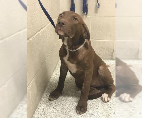 Medium Photo #1 Labrador Retriever-Unknown Mix Puppy For Sale in Conroe, TX, USA