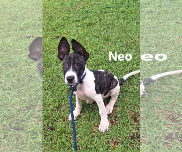 Medium Photo #2 Labrador Retriever-Unknown Mix Puppy For Sale in Sanford, FL, USA