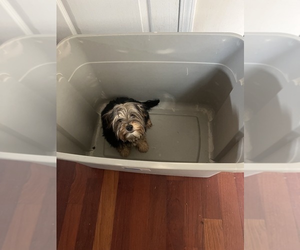 Medium Photo #1 Yorkshire Terrier Puppy For Sale in ATLANTA, GA, USA