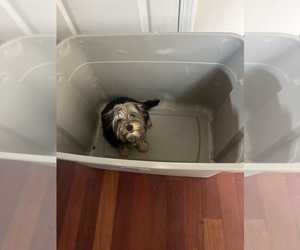 Yorkshire Terrier Puppy for sale in ATLANTA, GA, USA
