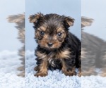 Puppy 3 Yorkshire Terrier