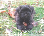 Small Photo #1 Shorkie Tzu Puppy For Sale in GALVA, IL, USA
