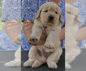 Golden Retriever Puppy for sale in HIBBING, MN, USA