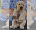 Small Golden Retriever