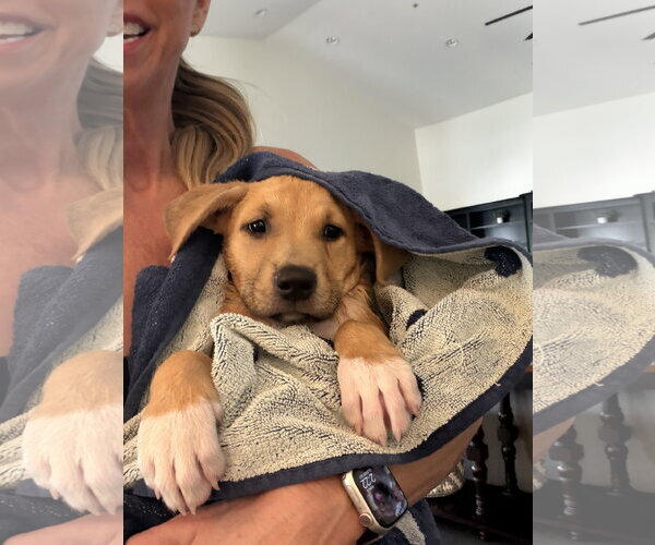 Medium Photo #2 Labrador Retriever-Unknown Mix Puppy For Sale in Phoenix, AZ, USA