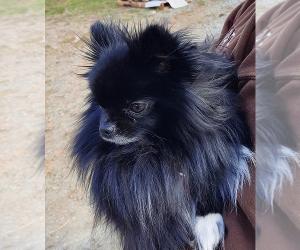 Medium Photo #1 Pomeranian Puppy For Sale in SPOTSYLVANIA, VA, USA