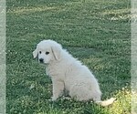 Small Photo #2 Great Pyrenees Puppy For Sale in AGRA, OK, USA