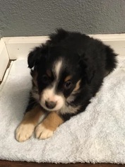Australian Shepherd Puppy for sale in MULBERRY GROVE, IL, USA