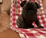 Puppy 2 French Bulldog