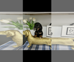 AKC Cole - Male Dachshund Puppy for Sale - Photo #3