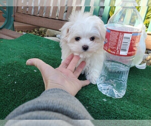 Medium Photo #2 Maltese Puppy For Sale in SANTA CLARITA, CA, USA