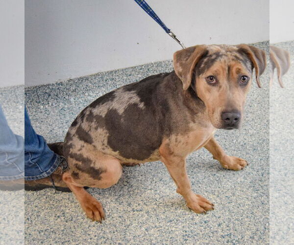 Medium Photo #5 Catahoula Leopard Dog Puppy For Sale in Huntley, IL, USA