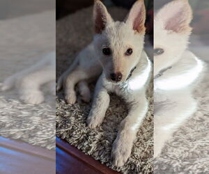 Everest - Male Unknown-white german shepherd Mix Dog for Adoption - Photo #15