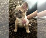 Small #13 French Bulldog