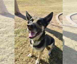German Shepherd Dog-Unknown Mix Dogs for adoption in phoenix, AZ, USA