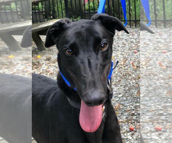 Medium Photo #1 Greyhound Puppy For Sale in Cherry Hill, NJ, USA