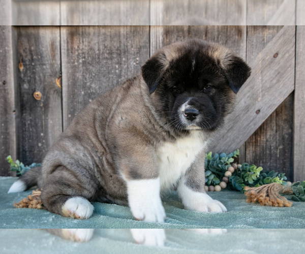 Medium Photo #2 Akita Puppy For Sale in MILLERSBURG, OH, USA