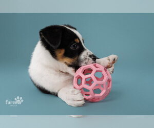 Tator - Female Australian Shepherd-Unknown Mix Dog for Adoption - Photo #3