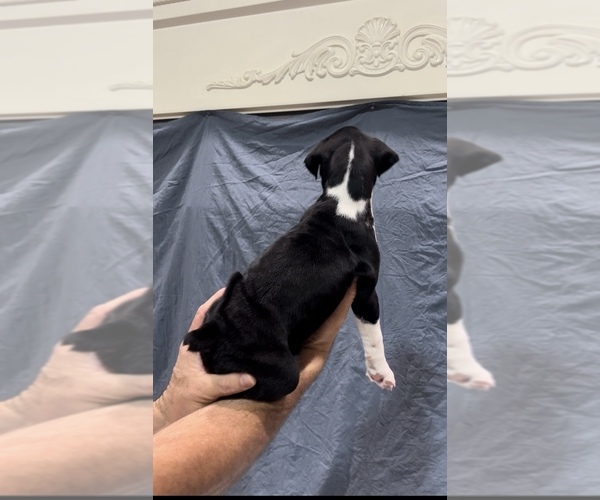 Medium Photo #3 Boxer Puppy For Sale in CLAREMORE, OK, USA