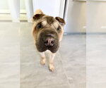 Small #2 Chinese Shar-Pei