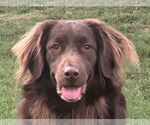Small Australian Shepherd-Chocolate Labrador retriever Mix