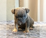 Small #5 English Bulldog