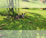 Small #3 Boston Terrier