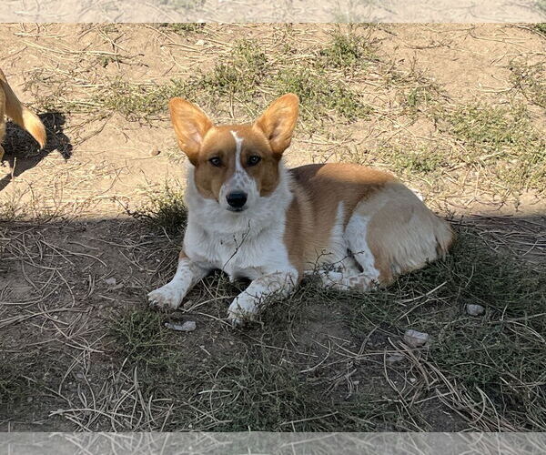 Medium Photo #3 Mutt Puppy For Sale in Denver , CO, USA