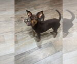Small Miniature Pinscher Mix