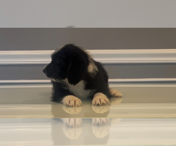 Medium Photo #40 Bernedoodle-Labradoodle Mix Puppy For Sale in MILFORD, NJ, USA