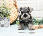 Puppy Socks Schnauzer (Miniature)
