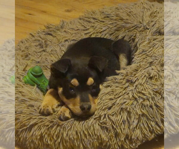 Medium Photo #1 Shepweiller Puppy For Sale in Aurora, IN, USA