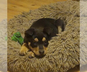 Shepweiller Dogs for adoption in Aurora, IN, USA