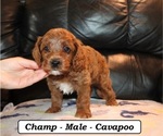 Small #3 Cavapoo (Miniature)