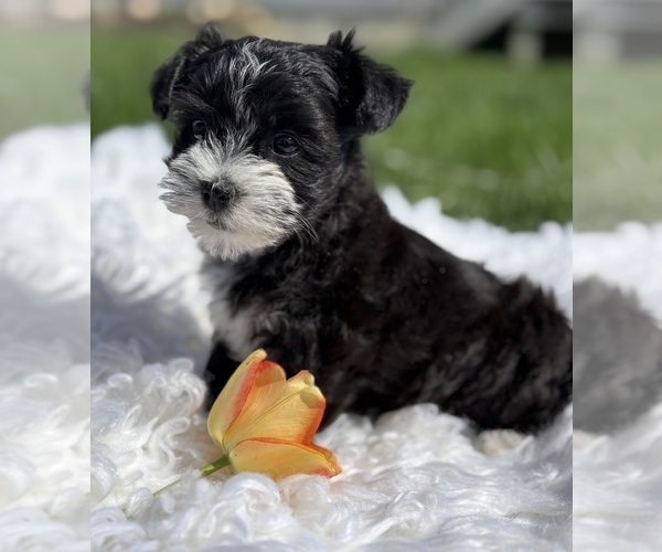 Medium Photo #6 Morkie Puppy For Sale in ROCK STREAM, NY, USA