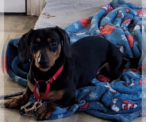 Medium Photo #1 Dachshund Puppy For Sale in Taunton, MA, USA