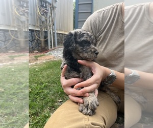 Labradoodle Dog for Adoption in PELZER, South Carolina USA