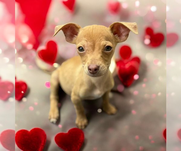 Medium Photo #1 Chihuahua-Unknown Mix Puppy For Sale in Vail, AZ, USA