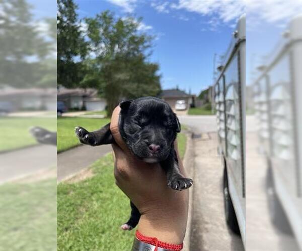 Medium Photo #1 German Shepherd Dog-Unknown Mix Puppy For Sale in Houston, TX, USA