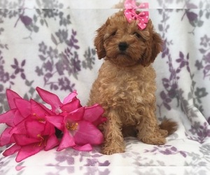 Cavapoo-Poodle (Miniature) Mix Puppy for sale in LAKELAND, FL, USA
