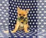 Small Photo #2 Chiranian Puppy For Sale in NEW FREEDOM, PA, USA
