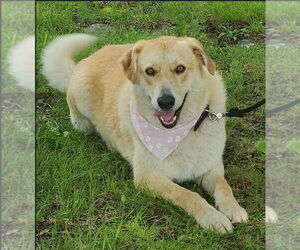 Great Pyrenees-Unknown Mix Dogs for adoption in Bolivar, MO, USA