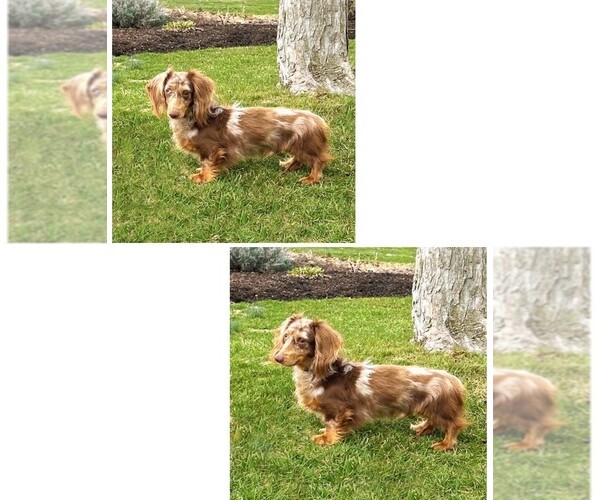 Medium Photo #1 Dachshund Puppy For Sale in HONEY BROOK, PA, USA