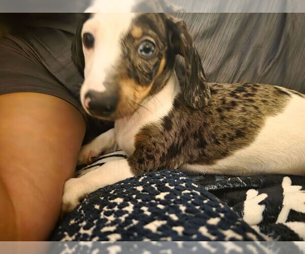 Medium Photo #6 Dachshund Puppy For Sale in PATTERSON, CA, USA