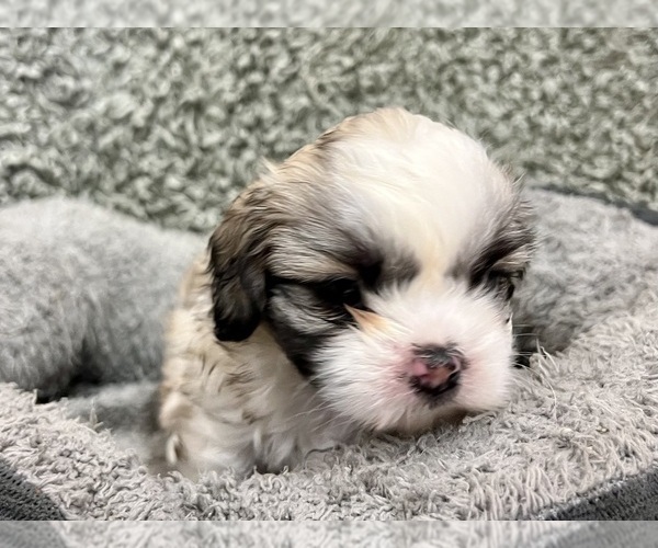 Medium Photo #13 Zuchon Puppy For Sale in RENO, NV, USA