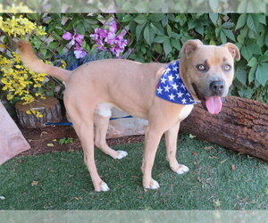 Mutt Dogs for adoption in Oklahoma City, OK, USA
